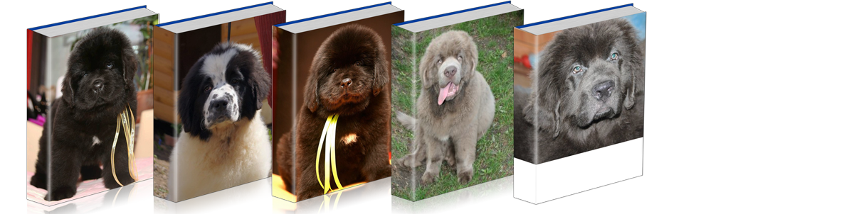 different colored Newfoundlands